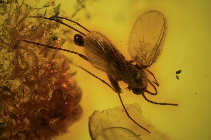 Detailed Fossil Fly (Diptera) In Baltic Amber #87210